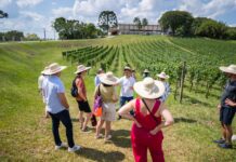 Vindima na Casa Chandon: experiência mergulha apreciadores no mundo do espumante Chandon na Serra Gaúcha